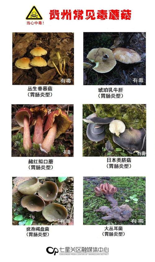 蘑菇视频爆料黑料吃瓜51,揭秘黑料吃瓜51背后的真相