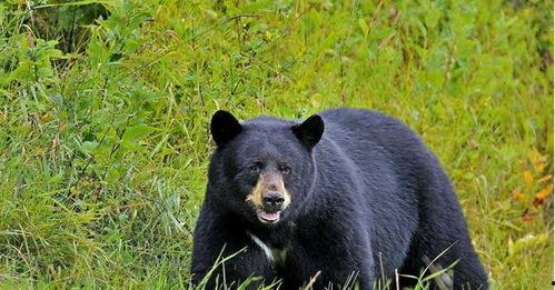 曼的小丑熊黑料吃瓜,黑料背后的真相与争议