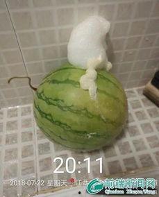 黑料泡泡吃瓜,揭秘娱乐圈吃瓜背后的真相与内幕